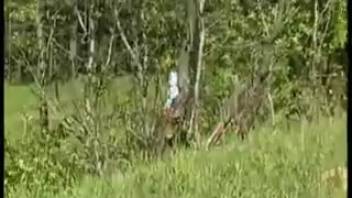 Zoya urinated on the grass